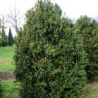 Buxus semp. Rotundifolia vor Schnitt