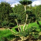 Buxus s. Rot. nach Schnitt