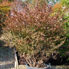 Euonymus alatus vor Schnitt